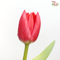 Tulip - Cherry Pink / Red (5 Stems / 10 Stems)-5 Stems-Netherland-prflorist.com.my