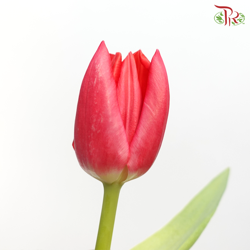 Tulip - Cherry Pink / Red (9-10 Stems)-Thailand-prflorist.com.my