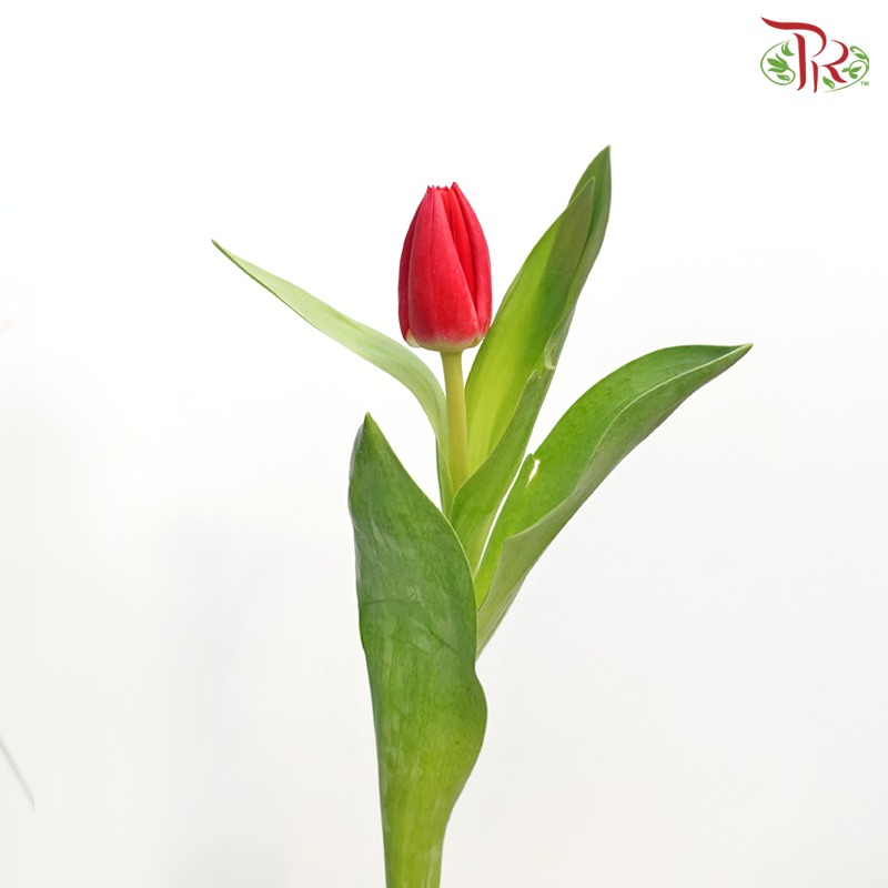 Tulip - Cherry Pink / Red (9-10 Stems)-Thailand-prflorist.com.my