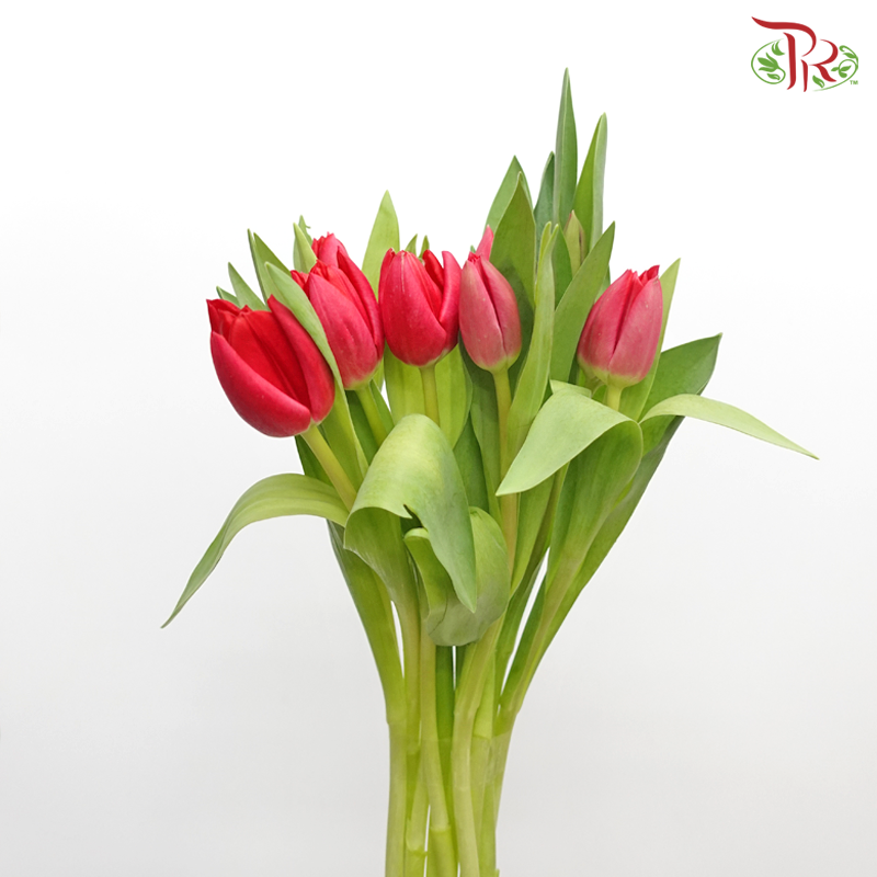 Tulip - Cherry Pink / Red (9-10 Stems)-Thailand-prflorist.com.my