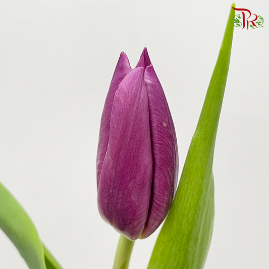 Tulip- Dark Purple (5 Stems / 10 Stems)-Netherland-prflorist.com.my