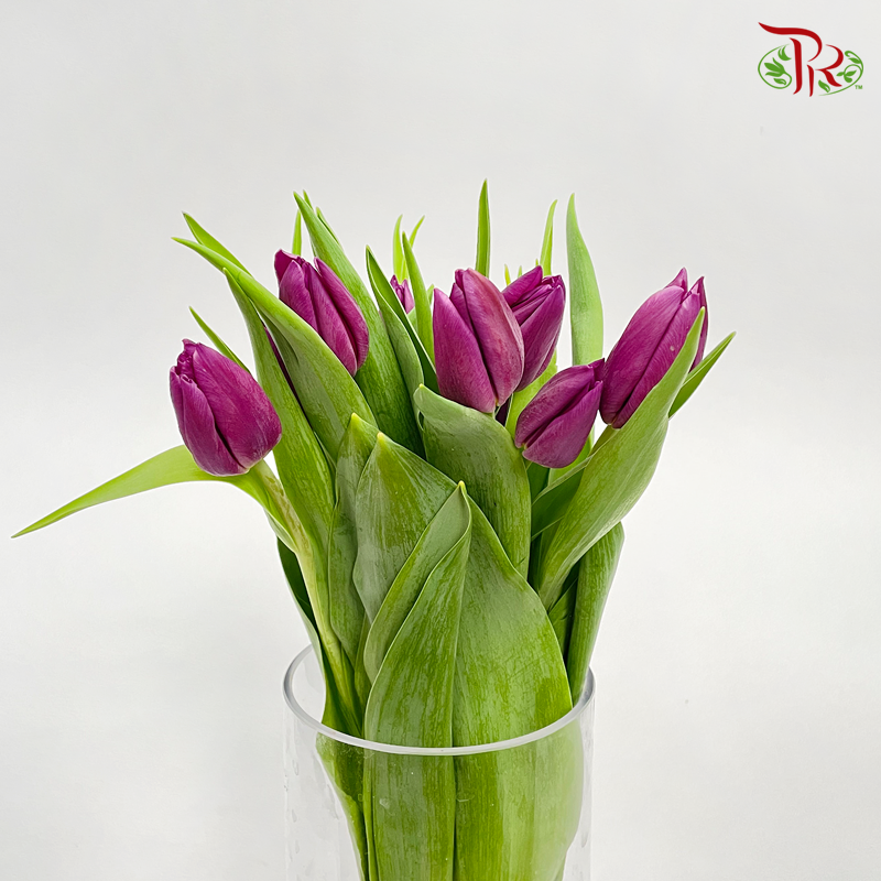 Tulip- Dark Purple (5 Stems / 10 Stems)-Netherland-prflorist.com.my