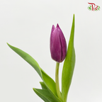 Tulip- Dark Purple (5 Stems / 10 Stems)-Netherland-prflorist.com.my