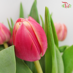 Tulip - Double Columbus (5 Stems / 10 Stems)-Netherland-prflorist.com.my