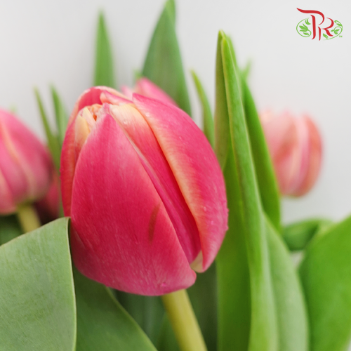 Tulip - Double Columbus (5 Stems / 10 Stems)-Netherland-prflorist.com.my