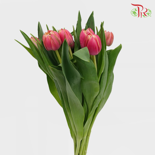 Tulip - Double Columbus (5 Stems / 10 Stems)-Netherland-prflorist.com.my