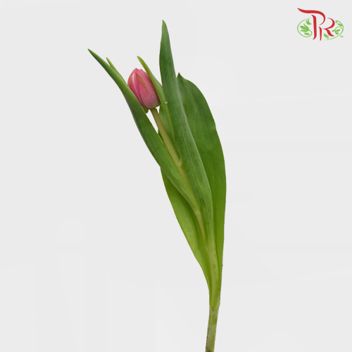 Tulip - Double Columbus (5 Stems / 10 Stems)-Netherland-prflorist.com.my