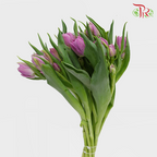 Tulip - Double Katinka (5 Stems / 10 Stems)-Netherland-prflorist.com.my