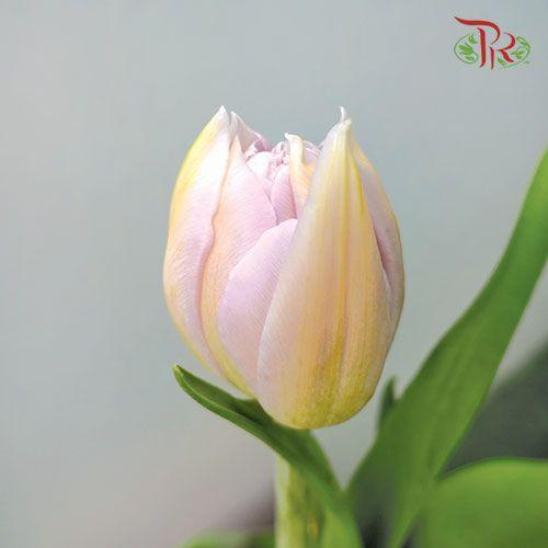 Tulip Double Petals - Light Purple (5 Stems / 10 Stems)-Netherland-prflorist.com.my