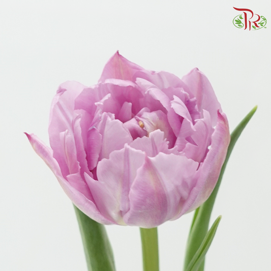 Tulip Double Petals Lilac (5 Stems / 10 Stems)-Netherland-prflorist.com.my