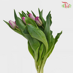 Tulip - Dreaming Maid (5 Stems / 10 Stems)-Netherland-prflorist.com.my