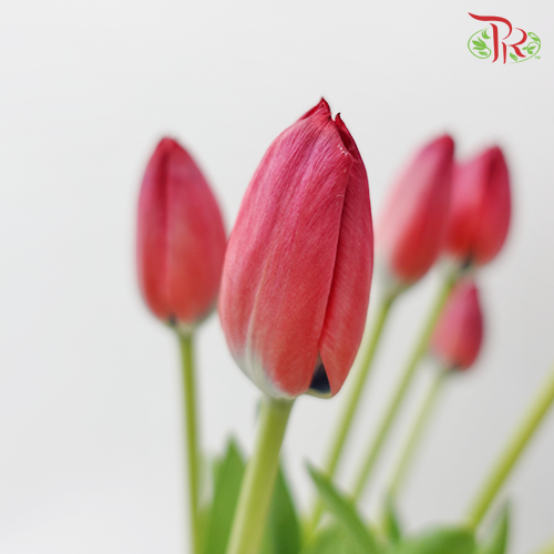 Tulip - En Red Spirit (5 Stems / 10 Stems)-Netherland-prflorist.com.my