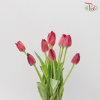Tulip - En Red Spirit (5 Stems / 10 Stems)-Netherland-prflorist.com.my