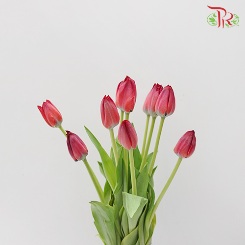 Tulip - En Red Spirit (5 Stems / 10 Stems)-Netherland-prflorist.com.my