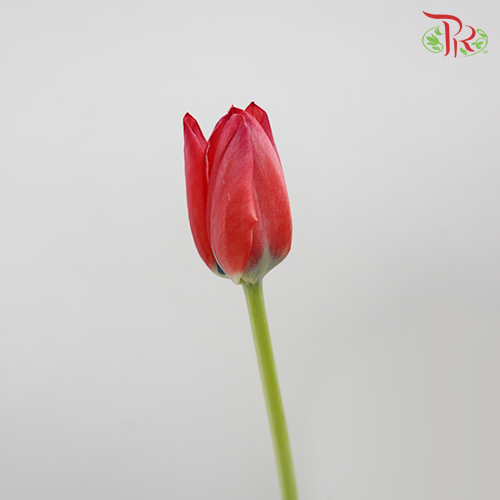 Tulip - En Red Spirit (5 Stems / 10 Stems)-Netherland-prflorist.com.my