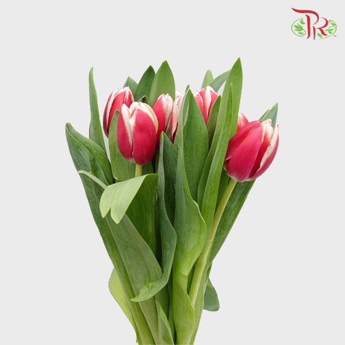 Tulip - Energy 4All (5 Stems / 10 Stems)-Netherland-prflorist.com.my