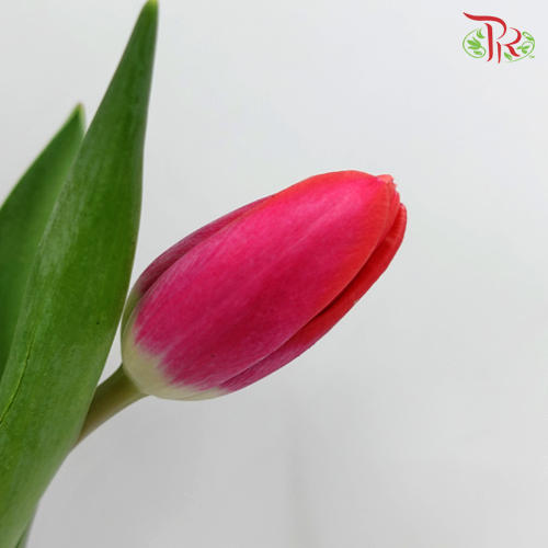 Tulip - Kung Fu (5 Stems / 10 Stems)-Netherland-prflorist.com.my