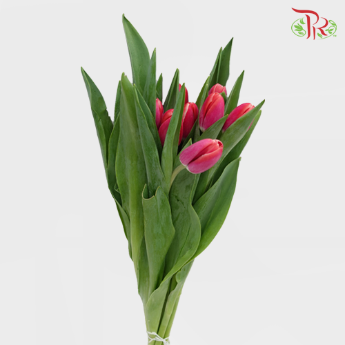 Tulip - Kung Fu (5 Stems / 10 Stems)-Netherland-prflorist.com.my