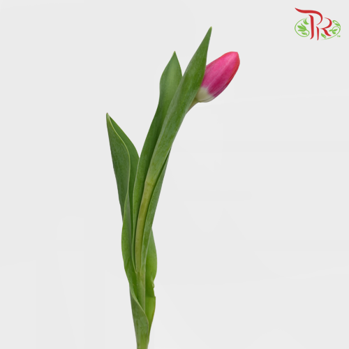 Tulip - Kung Fu (5 Stems / 10 Stems)-Netherland-prflorist.com.my