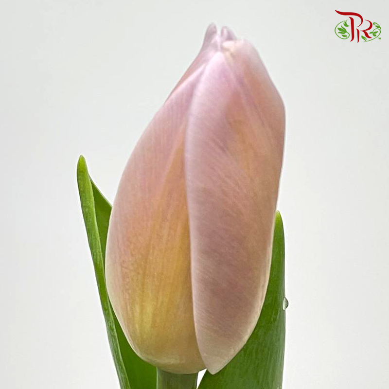Tulip - Lilac Peach (9-10 stems)-Thailand-prflorist.com.my