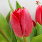 Tulip - Milkshake (5 Stems / 10 Stems)-Netherland-prflorist.com.my
