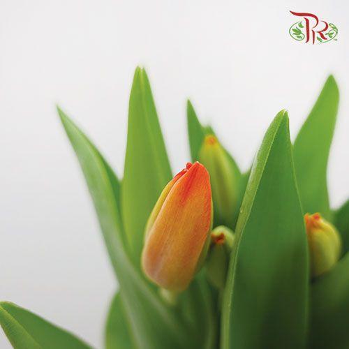 Tulip - Orange (5 Stems / 10 Stems)-Netherland-prflorist.com.my