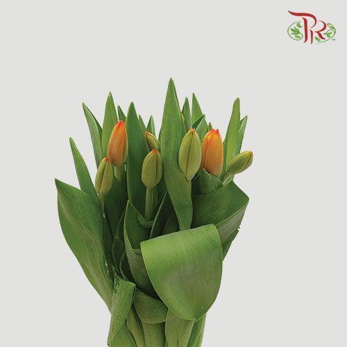 Tulip - Orange (5 Stems / 10 Stems)-Netherland-prflorist.com.my