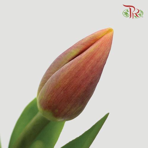 Tulip - Orange Juice (5 Stems / 10 Stems)-Netherland-prflorist.com.my