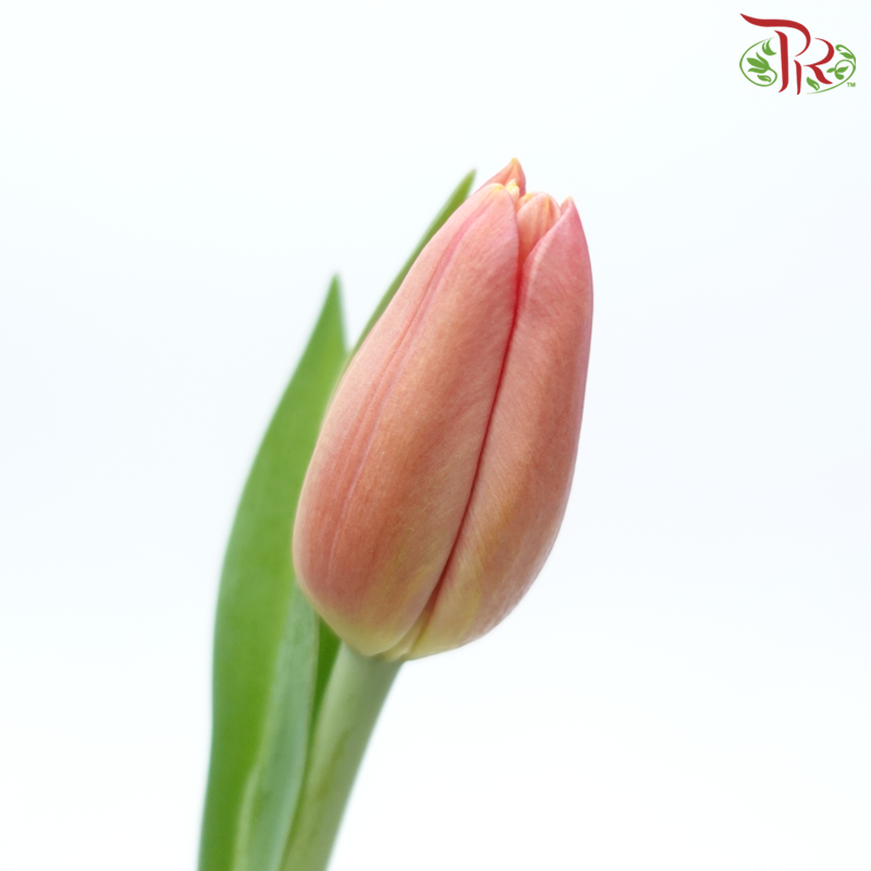 Tulip - Peach (5 Stems / 10 Stems)-Netherland-prflorist.com.my