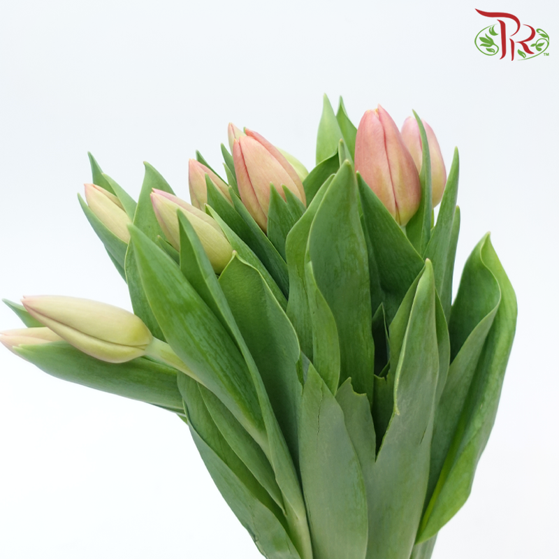 Tulip - Peach (5 Stems / 10 Stems)-Netherland-prflorist.com.my