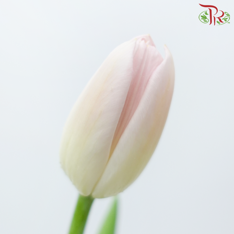 Tulip - Pink (9-10 Stems)-Pink-Thailand-prflorist.com.my