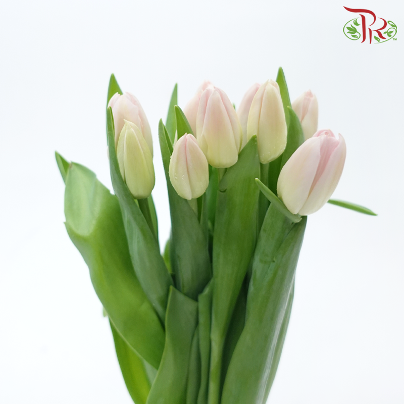 Tulip - Pink (9-10 Stems)-Pink-Thailand-prflorist.com.my