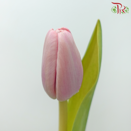 Tulip - Baby Pink (9-10 Stems) - Pudu Ria Florist