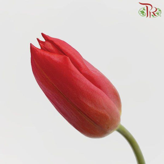 Tulip - Renegede (5 Stems / 10 Stems)-Netherland-prflorist.com.my