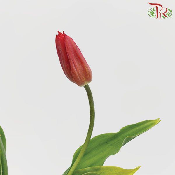 Tulip - Renegede (5 Stems / 10 Stems)-Netherland-prflorist.com.my