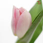 Tulip - Rosario (5 Stems / 10 Stems)-5 Stems-Netherland-prflorist.com.my