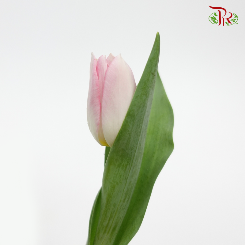 Tulip - Rosario (5 Stems / 10 Stems)-Netherland-prflorist.com.my