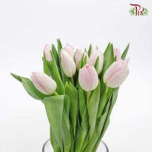 Tulip - Rosario (5 Stems / 10 Stems)-Netherland-prflorist.com.my