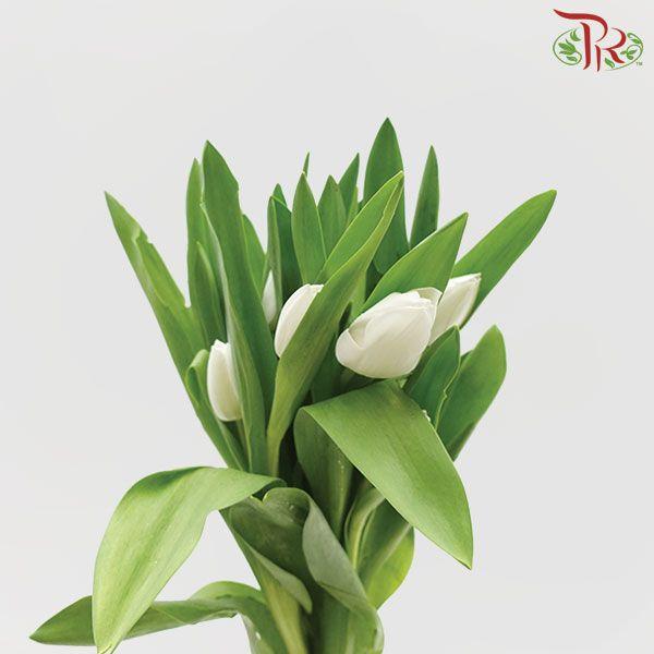 Tulip - Royal Virgin (5 Stems / 10 Stems)-Netherland-prflorist.com.my