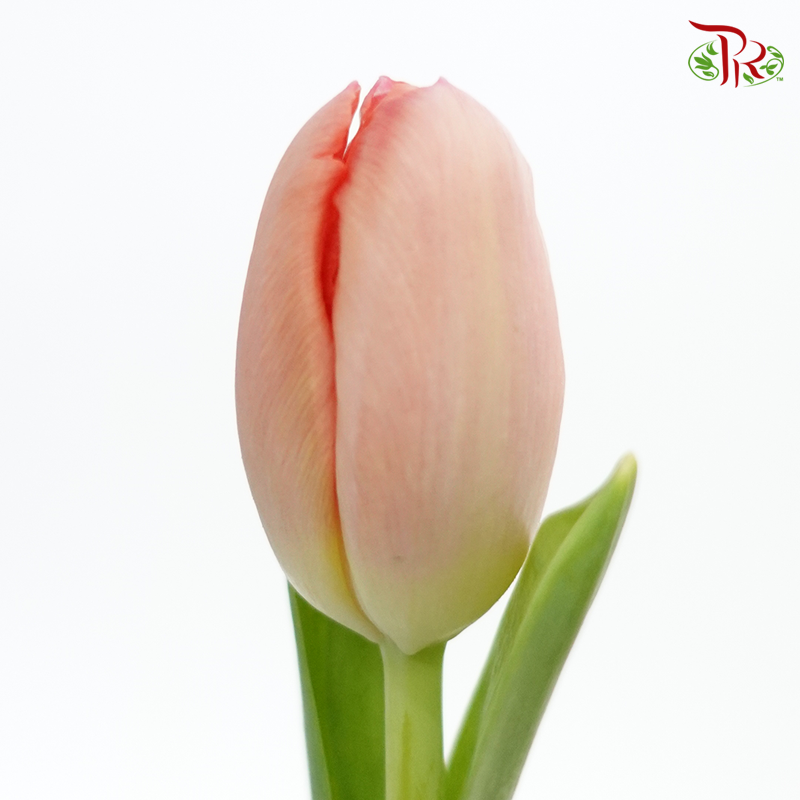 Tulip - Salmon Orange Pink (5 Stems / 10 Stems)-Netherland-prflorist.com.my