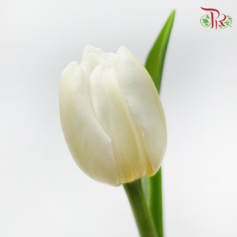 Tulip - Snow Lady (10 Stems)-10 Stems-Thailand-prflorist.com.my