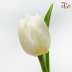 Tulip - Snow Lady (10 Stems)-10 Stems-Thailand-prflorist.com.my