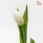 Tulip - Snow Lady (10 Stems)-10 Stems-Thailand-prflorist.com.my