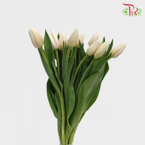Tulip - Snow Lady (10 Stems)-10 Stems-Thailand-prflorist.com.my