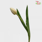 Tulip - Snow Lady (10 Stems)-10 Stems-Thailand-prflorist.com.my