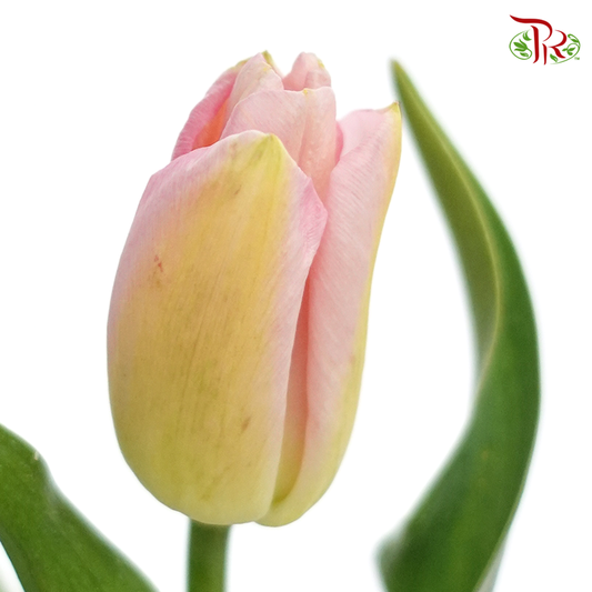 Tulip - Soft Pink Tone (5 Stems / 10 Stems)-Netherland-prflorist.com.my