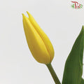 Tulip - Strong Gold (5 Stems / 10 Stems)-Netherland-prflorist.com.my