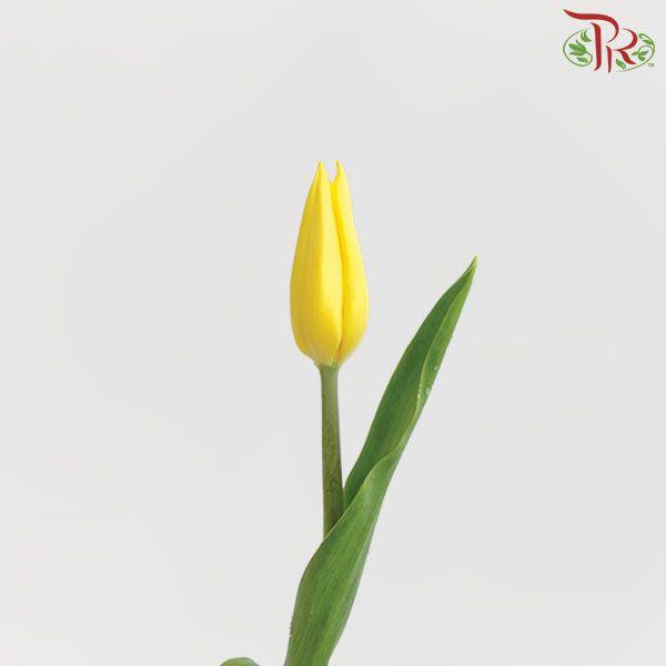 Tulip - Strong Gold (5 Stems / 10 Stems)-Netherland-prflorist.com.my