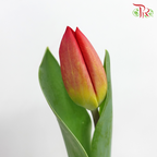 Tulip - Strong Love Ex (5 Stems / 10 Stems)-Netherland-prflorist.com.my
