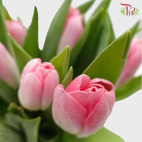 Tulip - Sweet Pink (5 Stems / 10 Stems)-Netherland-prflorist.com.my